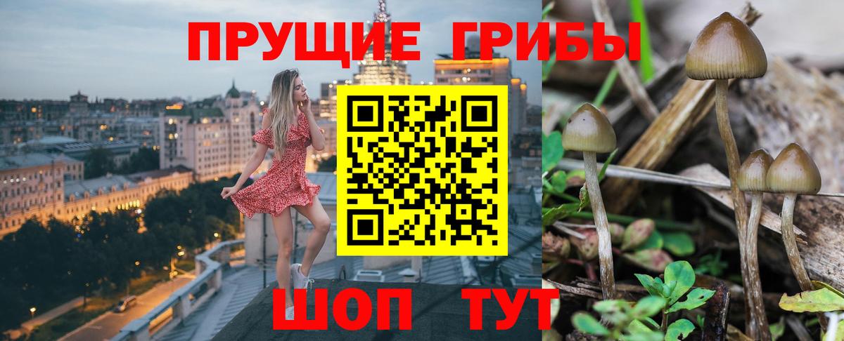 Псилоцибиновые грибы Psilocybe Темрюк